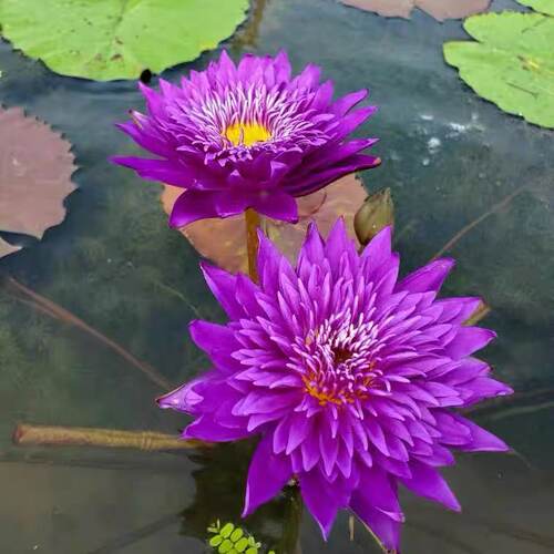 热带品种睡莲花期长勤花香水莲