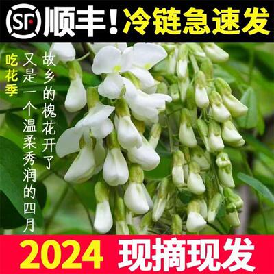 顺丰直达2024新鲜洋槐花河南野菜应当季时令蔬菜农家新槐树花骨朵