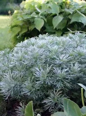银叶草 朝雾草盆栽 菊科白色叶似晨雾多年生易养护