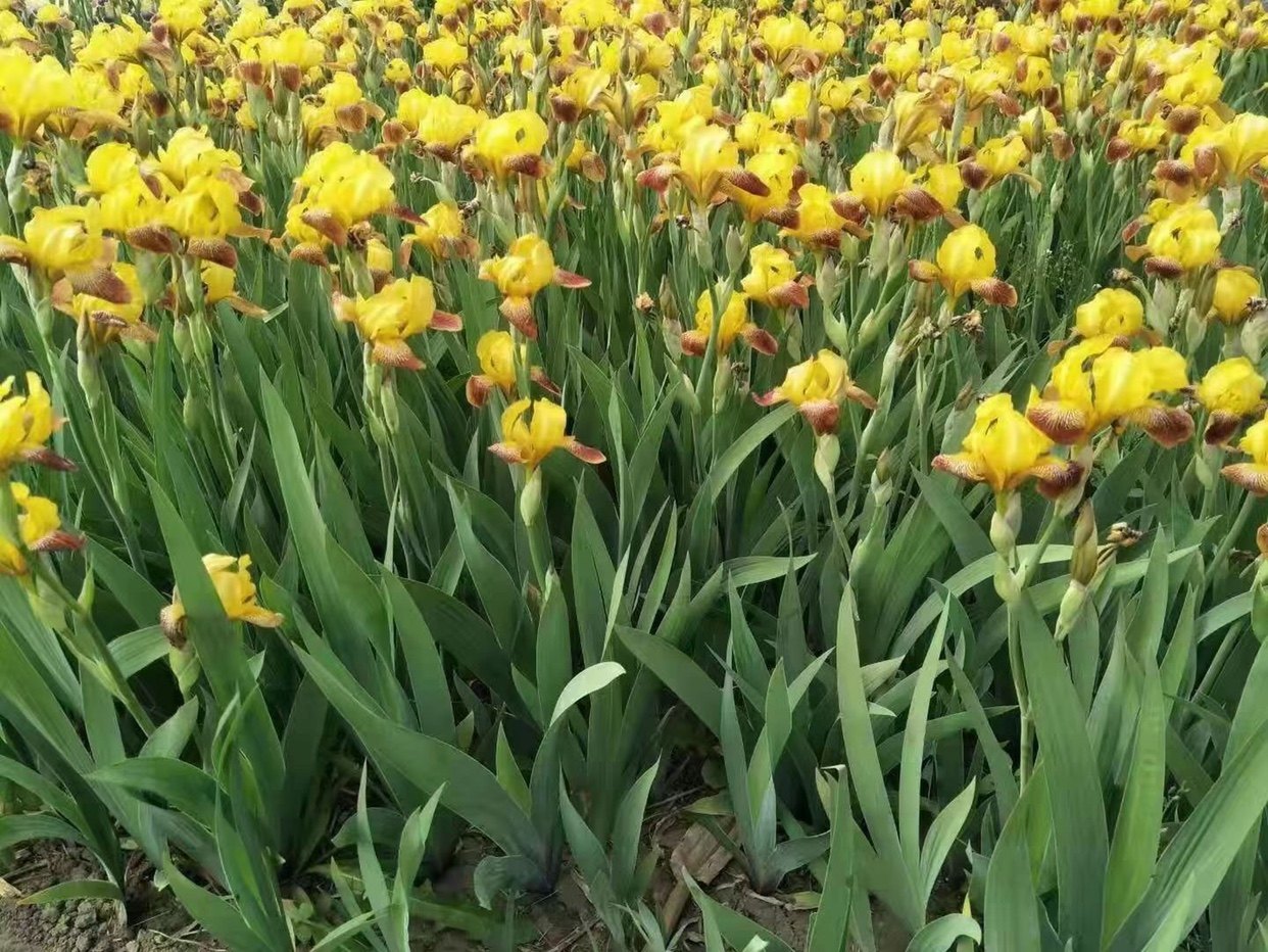 德国小美人鸢尾 多年生球根花卉 春天开花耐旱耐高温易种植