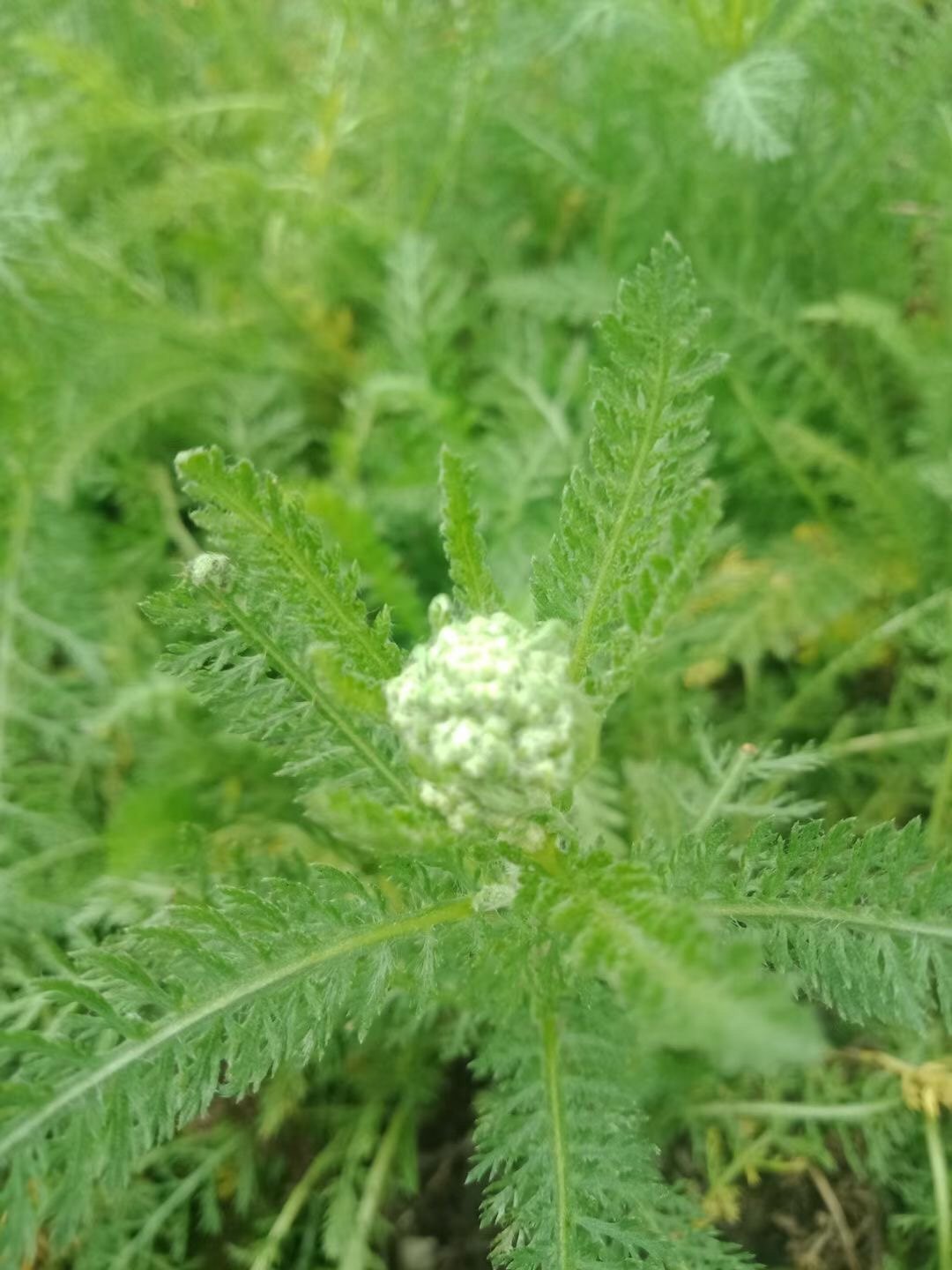 变色西洋蓍草多年生宿根花卉花色渐开渐变4至10月开美化盆栽观赏