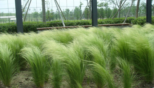 美丽新款庭院夏季秋季如发丝针茅