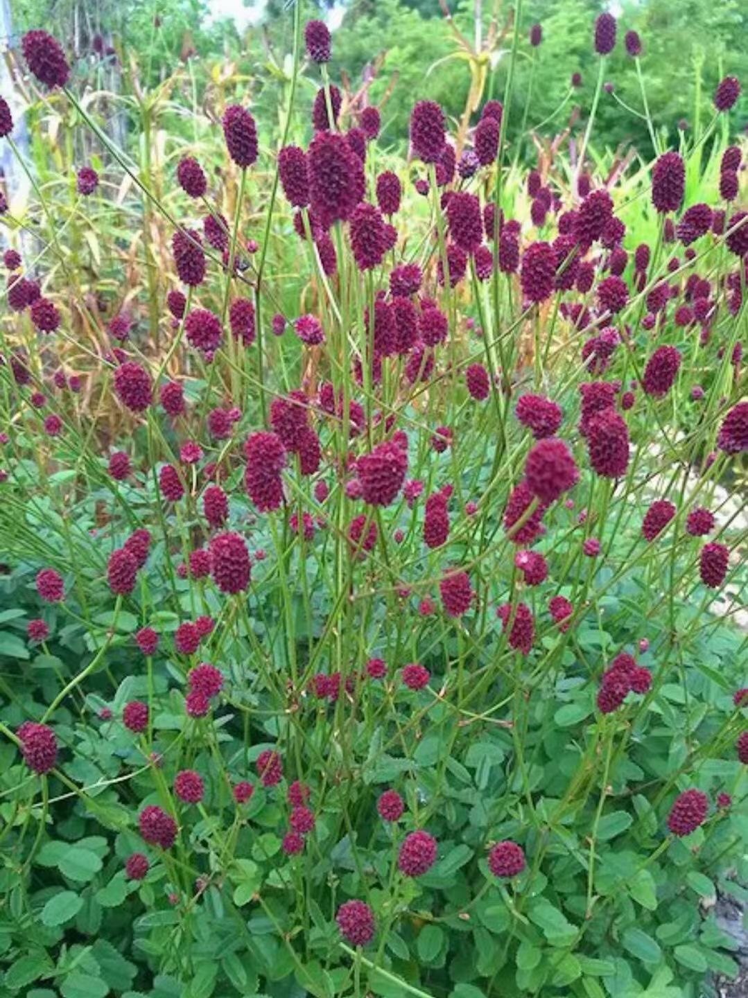 观食两用地榆 花7至9月果8至10月深酒红色穗状花序搭配点缀耐寒