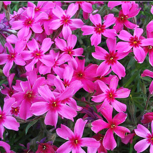 北京花园园艺 铺地芝樱 丛生福禄考 叶常绿多年地被 花期3至11月