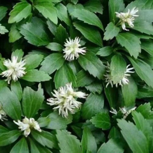 日本富贵草 板凳果 观叶观花观果地被植物4至5月开花盆栽观赏植物
