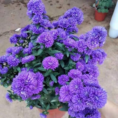 重瓣荷兰紫菀 红紫菀 蓝紫菀 粉紫菀花期9至11月开花14口径盆栽。