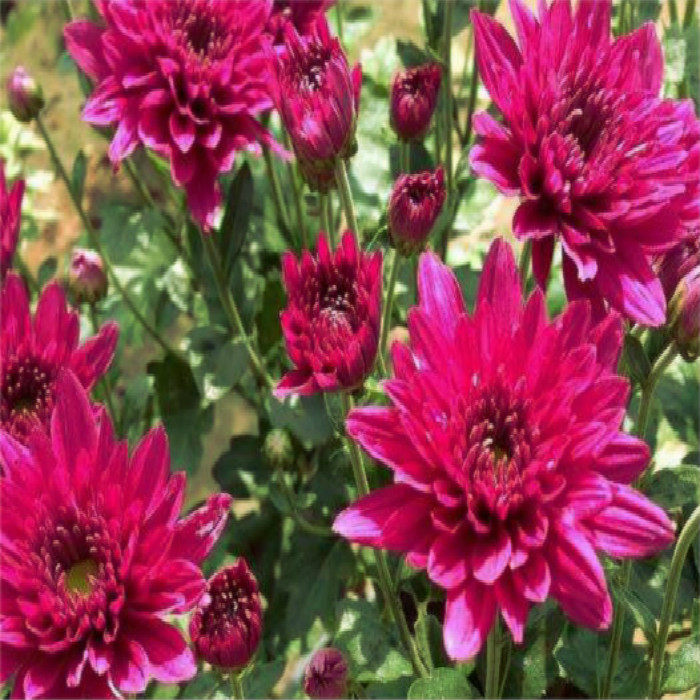 北京新款四季花园园艺 紫花夏菊苗 6至10月开 易花境花坛美化