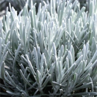 银叶蜡菊多年生草本植物 叶片线形银白色 室内美化易种植