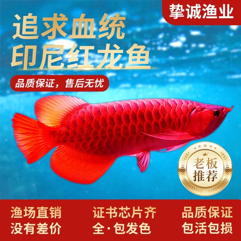 印尼超血红龙鱼活鱼高端精品赛级辣椒赤血龙鱼幼苗大型观赏鱼
