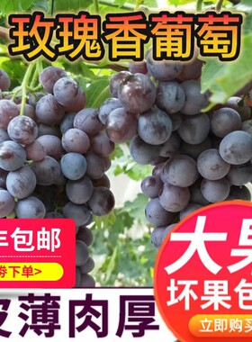 现摘昌黎县葡萄沟玫瑰香葡萄新鲜葡萄当季孕妇水果秦皇岛顺丰包邮