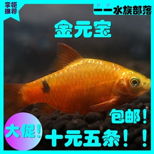 金元宝鱼灯科鱼热带鱼观赏鱼活体包活金龙鱼活体金鱼观赏10元特价