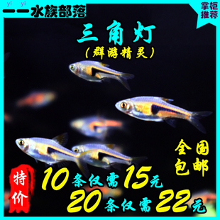 金三角灯热带鱼紫三角灯正三角灯鱼淡水鱼草缸中小型鱼群游灯科鱼