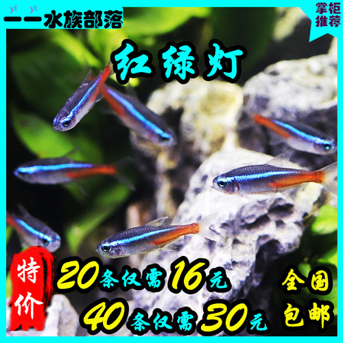 群游鱼红绿灯灯科鱼草缸鱼