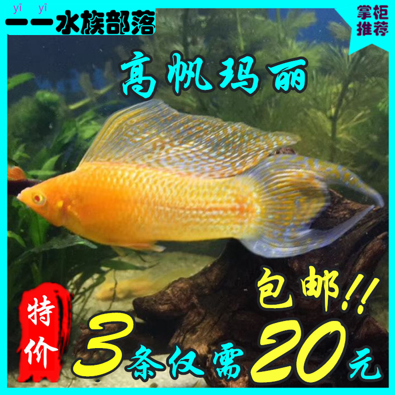 胎生鱼胎生鱼活体玛丽鱼玛丽鱼活体高帆金玛丽大帆金玛丽鱼活体鱼