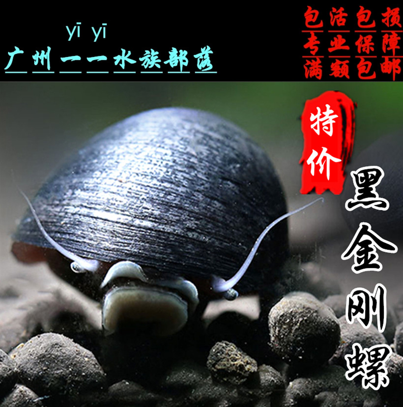 黑金刚螺军冒螺活体螺i除藻螺刷缸快除褐藻强效除藻螺观赏螺清洁1