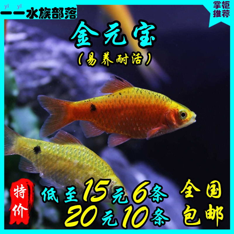 观赏鱼金元宝鱼 玫瑰鲫鱼 广温鱼闯缸新手鱼耐低温小型草缸鱼耐养