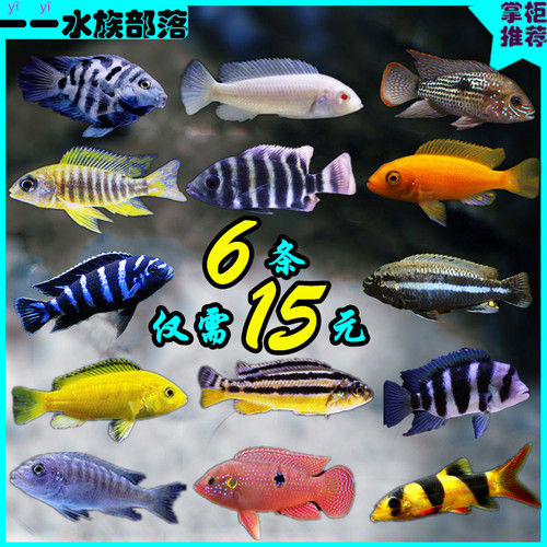 慈鲷色彩鲜丽的淡水鱼可繁殖