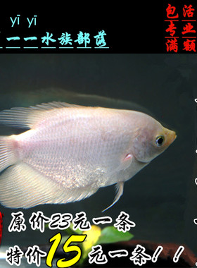 招财活体热带观赏鱼特价促销