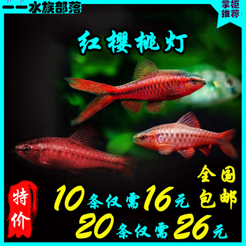 长尾短尾红樱桃灯鱼精品草缸灯鱼