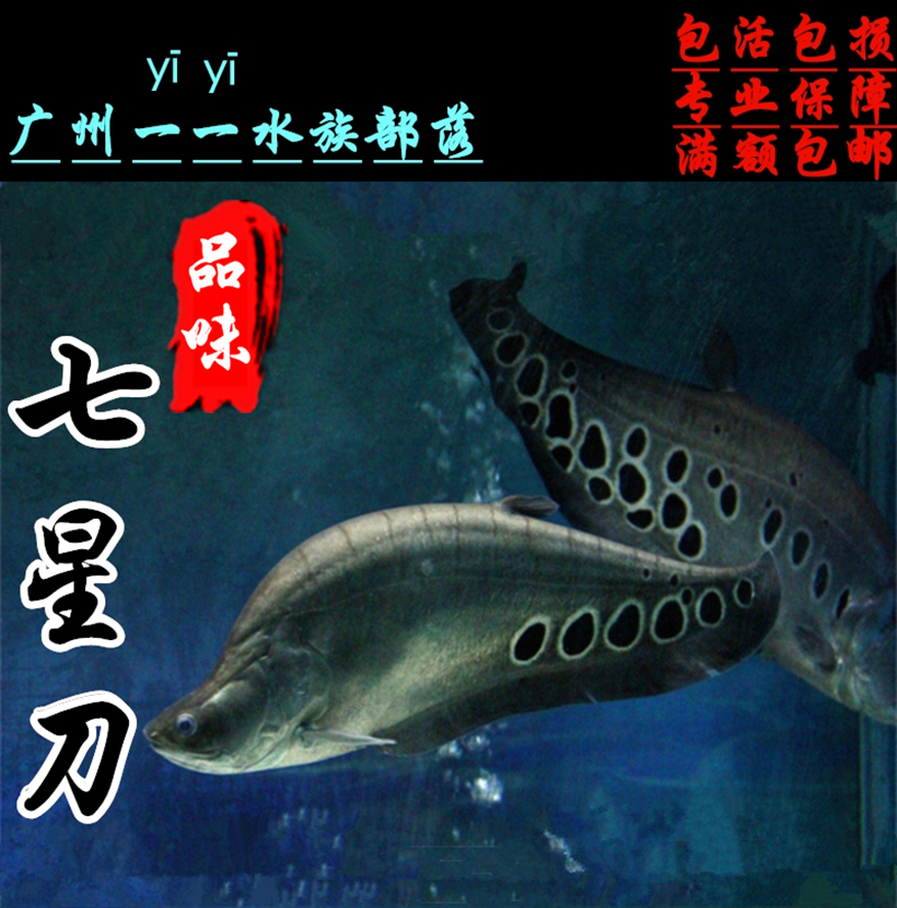 七星刀鱼大型热带观赏鱼白花七星刀花刀鱼水族宠物淡水鱼活体特大