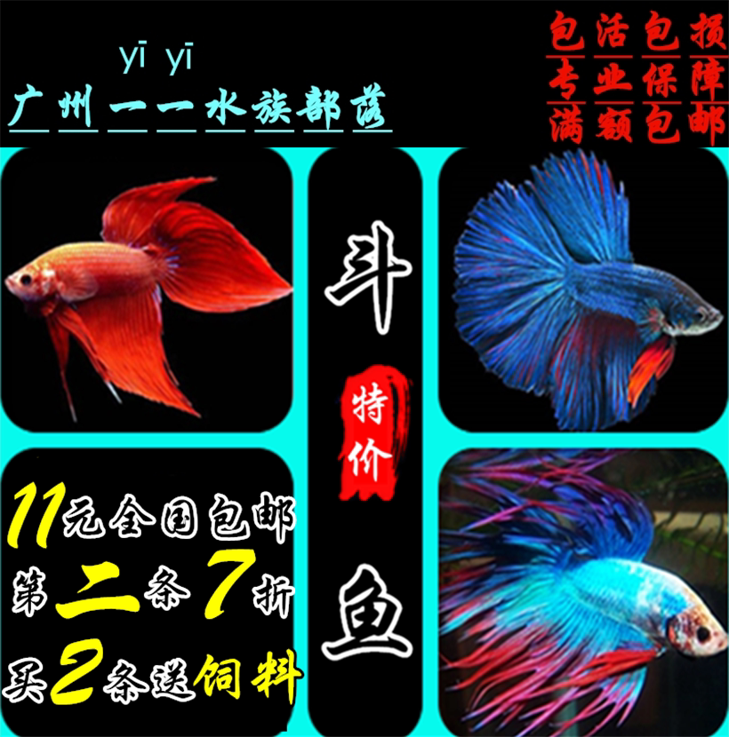 狮王马尾小型活体泰国斗鱼