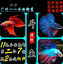 泰国斗鱼半月狮王马尾斗鱼抱卵母鱼进口热带鱼观赏小型鱼活体包邮