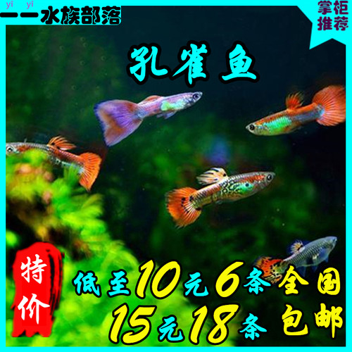 杂袍孔雀鱼易繁殖简单易养小型鱼