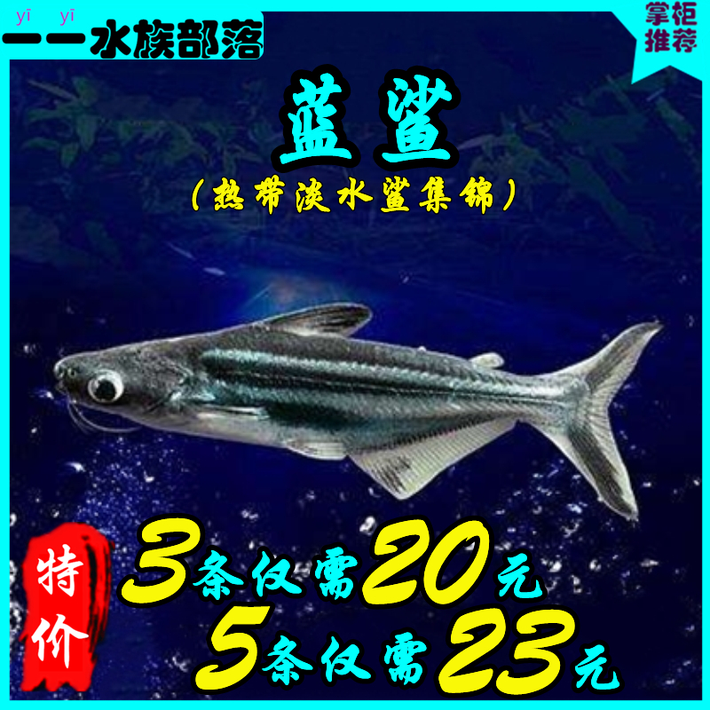 热带淡水鲨蓝鲨虎鲨白化虎鲨热带