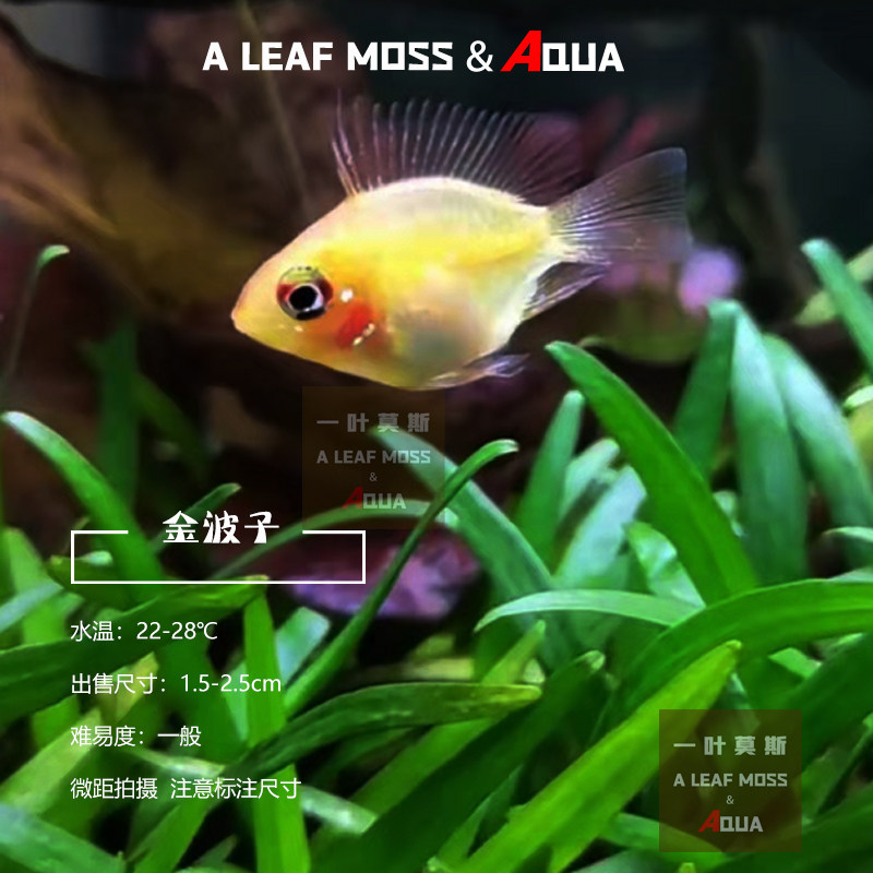 热带鱼短鲷鱼金波小丸子活体小型观赏鱼阿凡达荷兰凤凰球迷你淡水,宠物/宠物食品及用品,鱼,淘宝优惠券,粉丝福利购,淘宝优惠卷