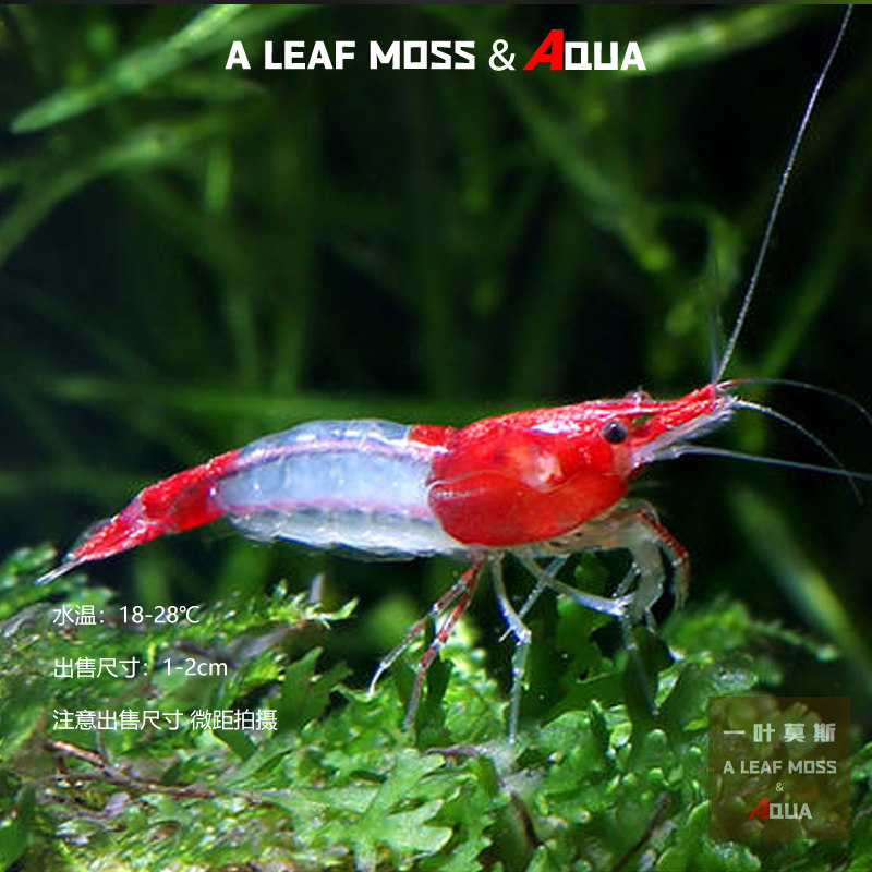 红琉璃除藻虾鱼缸工具虾