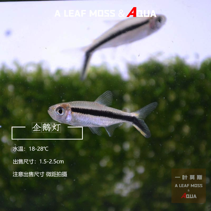拐棍灯企鹅灯鱼群游草缸观赏鱼