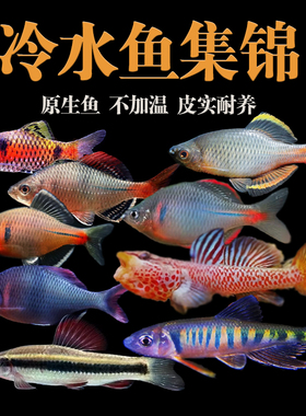 冷水原生鱼翻砂似鮈大帆彩虹溪流缸紫光精灵卢纶真小鲤盘鮈平口鮈