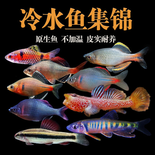 金鱼冷水原生似鮈溪流缸