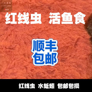 红线虫水蚯蚓红丝虫活鱼食水族宠物活体饲料鲜活观赏鱼营养高蛋白