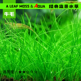 活体水草鱼缸造景前景日本迷你牛毛毡懒人装饰无菌无螺水下叶植物