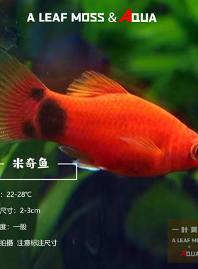 米奇鱼胎生鱼淡水热带鱼