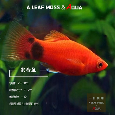 米奇鱼胎生鱼淡水热带鱼