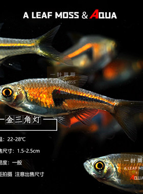 小型热带观赏鱼金三角灯大三角紫兰水草缸淡水红绿灯科鱼群游活体