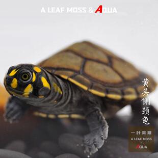 黄头龟侧颈龟西非沼泽龟圆奥圆澳忍者神龟深水长颈观赏吃粪乌龟