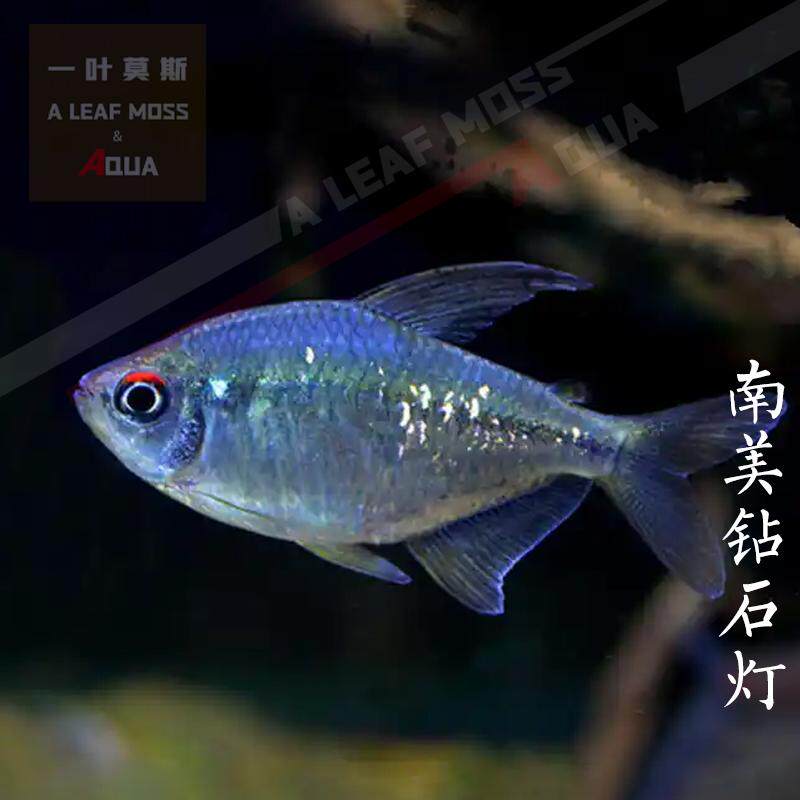南美钻石灯鱼进口稀有灯鱼扯旗鱼中上层草缸混养群游鱼南美缸