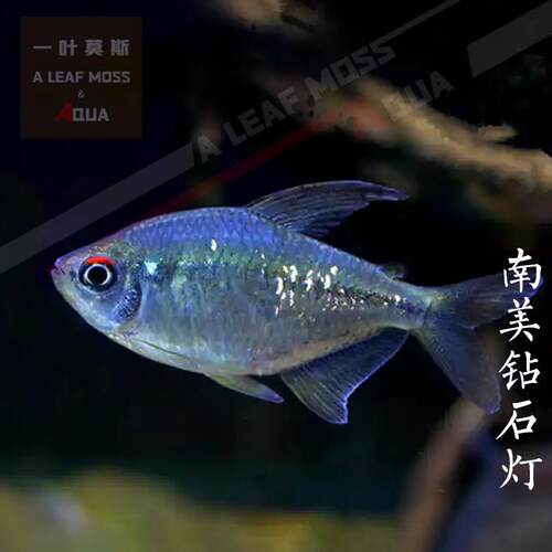 南美缸进口混养中上层群游鱼