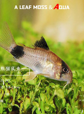 熊猫鼠鱼热带工具垃圾残渣很萌