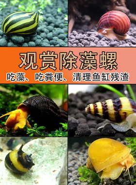观赏黑金刚螺除藻工具淡水苹果斑马杀手黄金黑金刚鲍鱼彩蛋清洁螺