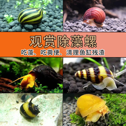 清洁螺活体黑金刚黄金紫纹螺