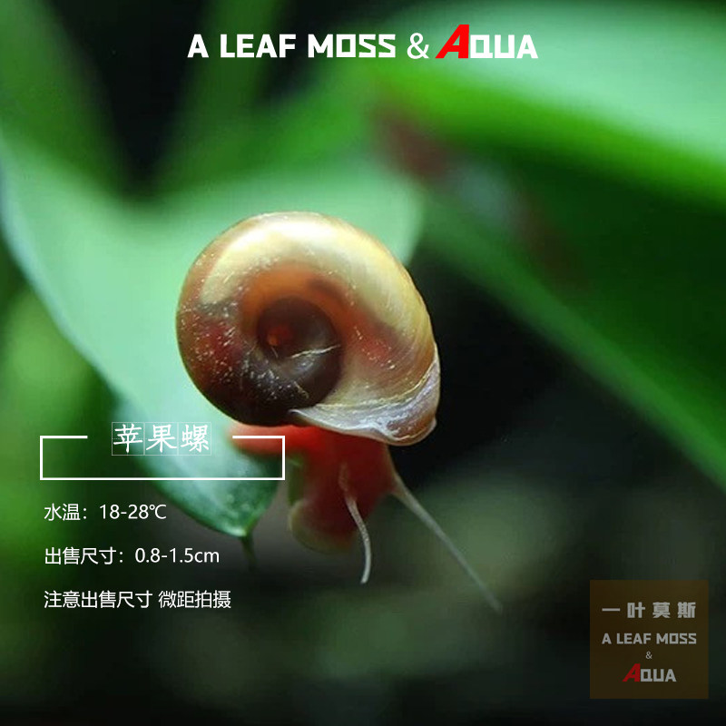 苹果螺观赏螺工具螺水族宠物活体草缸除藻龟粮食活体淡水繁殖,宠物/宠物食品及用品,螺,淘宝优惠券,粉丝福利购,淘宝优惠卷