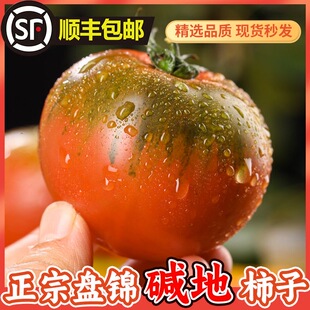 丹东草莓柿子西红柿新鲜自然熟铁皮柿子 5斤盘锦碱地生吃水果番茄