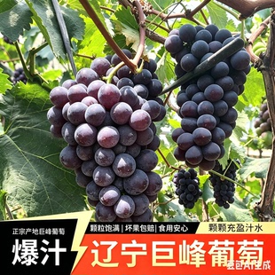 现摘辽宁峰葡萄东北巨峰新鲜水果5斤整箱当季新鲜串装发货顺包邮