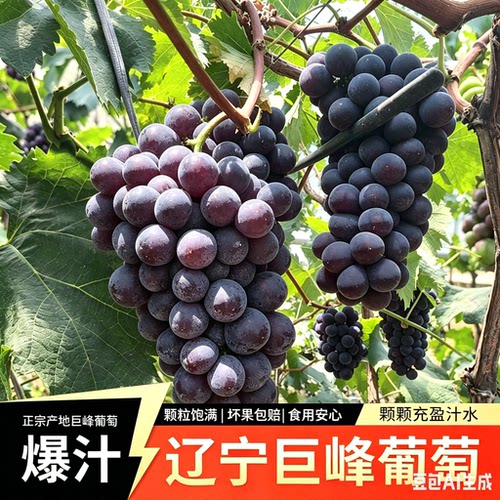 现摘辽宁峰葡萄东北巨峰新鲜水果5斤整箱当季新鲜串装发货顺包邮