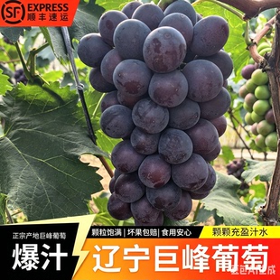 现摘葡萄东北辽宁峰新鲜水果乒当季乓球巨峰新鲜串装发货顺到包邮