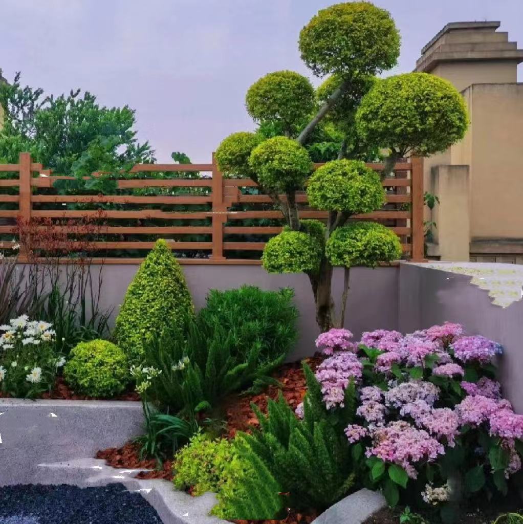 花园花境植物亮晶女贞棒棒糖川滇蜡树亮金女贞造型树耐寒四季常青